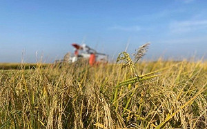 氣候變遷嚴重破壞稻米庫存 印度頒布出口禁令 可能加深全球糧食危機