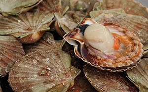 吃滿10個福島扇貝才准入境！日本前市長嗆聲中國遊客 小粉紅激憤了