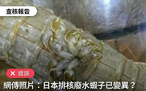 網傳「蝦子變異、背上長腳」 事實查核：非生物變異與福島核廢水無關