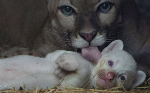 全球僅四隻 ! 尼加拉瓜迎來極罕見白化美洲幼獅 