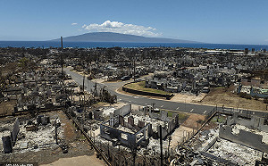 夏威夷大火怪上它! 全因這「侵入物」易燃 專家警告外來種肆虐嚴重