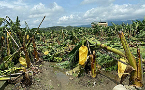 高雄颱風農損  現金救助及低利貸款即日起受理申報