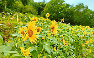 台北9月最新打卡點！樟樹步道向日葵花海登場