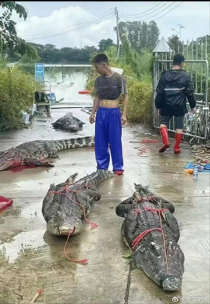 中國廣東暴雨成災 4隻鱷魚逃出養殖場