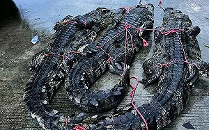 大鱷出逃！海葵挾雨帶來後患 廣東75條養殖鱷魚逃亡抓捕不易