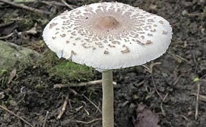 路邊野菇別亂吃！食藥署：無論加熱或冷凍  毒素都不會去除