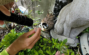 高雄市本土登革熱 14   累計突破300例