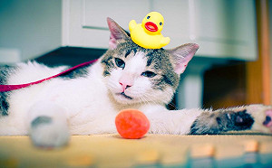 貓皇不愛水？貓奴必學的洗澡絕招