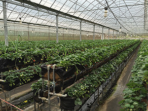 推動溫網室套裝課程 風災再來呣免驚