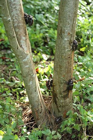 復育成功 ！八卦山獨角仙藝術節 6月4日登場