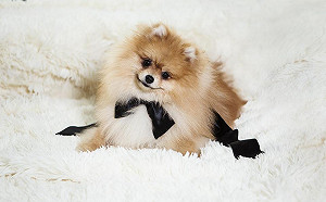 迎接汪星人！主人應該這樣做幫助牠適應新家