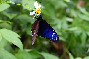 參與拍攝「蝴蝶密碼」  紫斑蝶保育協會獲獎