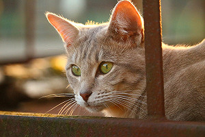 高齡期貓咪的六大症狀！貓奴要注意