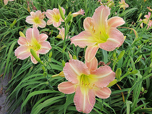 這真的是金針花！全新五彩金針花海初夏盛開中