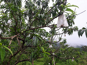 高雄農損達2334萬　市府籲：儘速申請現金救助