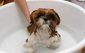 為何汪星人身上總有股洗不掉的味道？