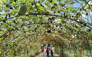 「南瓜節」在苗栗！200米巨型南瓜隧道讓你散步其中