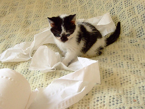 堵塞馬桶的不是衛生紙 是6個不良行為