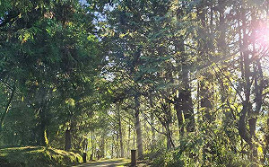 遭批過度著重內宣！臉書粉絲達標可領高額費用？林業署回應了