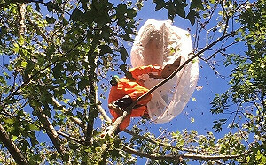 登山遭虎頭蜂攻擊釀2死、9傷！專家教4招避免蜂攻擊