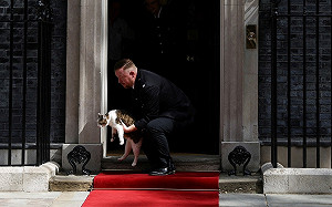 英國首席捕鼠官遭誤傳病重 賴瑞推特亮相：我很好