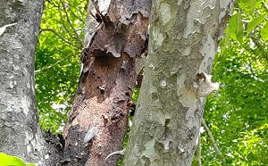 秋天虎頭蜂活動頻繁！玉管處曝登山5大注意事項