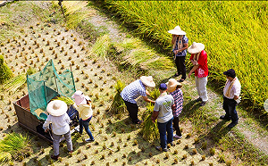 「3保1金」4大農民福利細節曝光！農業部：農退儲金每月最高3萬以上