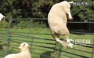 這群羊High翻了! 颱風天闖進溫室偷吃272公斤大麻 跳得超高