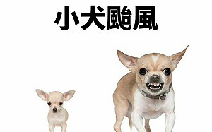 中颱小犬變大隻吉娃娃？內政部臉書：又給大家惹麻煩了