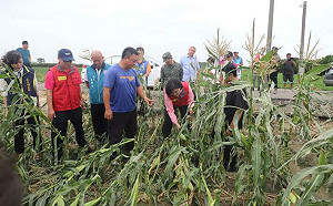 小犬颱風全台農損逾1300萬 農糧署長曝：雲林重創！全台數字恐再上升