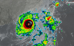 小犬重整旗鼓變更扎實！專家讚「不簡單」網笑：剃毛後更靈活