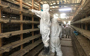 美國人接觸乳牛「罕見染禽流感」H5N1  病毒株開始擴大人傳人？ 