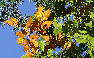 台灣山毛櫸迎來金黃大景！太平山10/14起啟動車輛總量管制