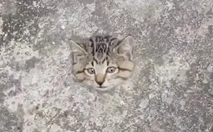 真相曝光超無言！柏油路「浮出貓頭」嚇壞他