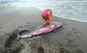 抹香鯨1死1傷擱淺沙灘！岸巡人員緊急搶救　