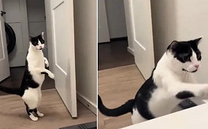 (影)誤以為主人快被淹死！賓士貓嚇到雙腳行走