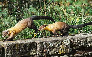 秋天玉山藏黃色驚喜！超萌黃喉貂現身覓食 玉管處：勿遺留食物