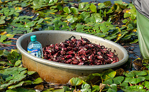 菱角免費吃！官田菱角節10/21登場  安排台南小旅行