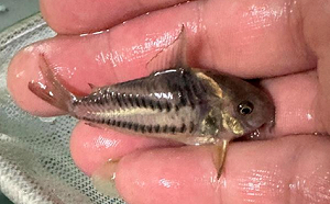 觀賞魚博覽會今登場！國際認證首度繁殖成功「超級二線鼠」亮相