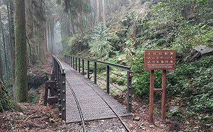 秋遊阿里山！特富野古道整修完成 全線開放通行 