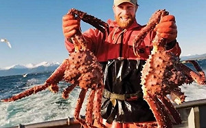 全球海洋生物最大損失事件! 逾100億隻阿拉斯加雪蟹憑空消失