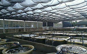 國海院攜手水試所 成功開發本土大型海藻量化技術