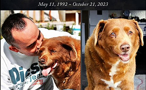 慟！金氏紀錄最長壽汪星人離世 享年31歲163天