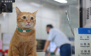 從浪浪變高捷站長！橘貓「蜜柑」人氣紅不讓