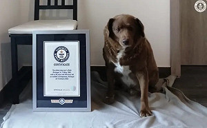 才破金氏紀錄！史上最長壽狗狗享年31歲去世