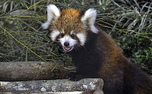 不只上海！美、日小貓熊也將來台？北市動物園：最快年底有好消息