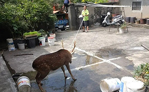梅花鹿闖民宅被當場賜死！中市農業局回應了