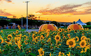 萬聖節向日葵迷宮超應景！台北大佳河濱花海一路開到11月