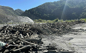 南投仁愛鄉優先開放！霧社水庫漂流木10/30起可自由撿拾