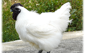 畜試所與民間攜手合作 新品種番鴨、烏骨雞首度亮相！ 